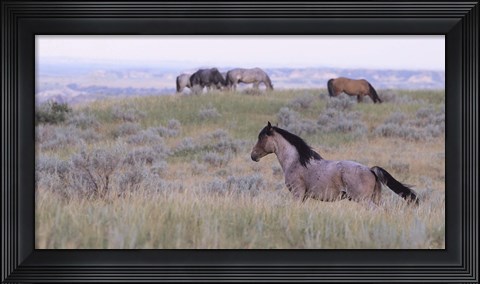 Framed Wild Horses 21 Print