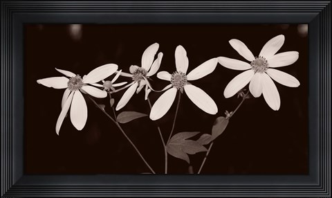 Framed Buffalo River Flowers I Print