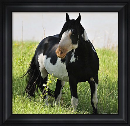 Framed Wildhorses 2 Print