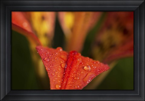 Framed Red Petal With Raindrops On Green Print