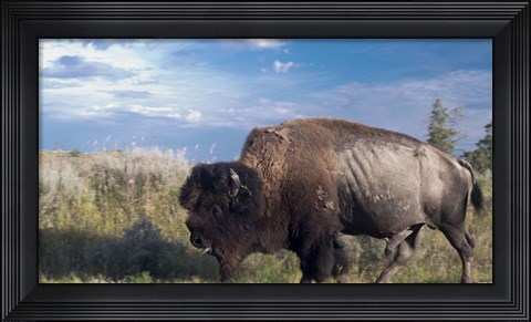 Framed Bison Walking Print