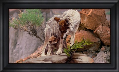 Framed Summer Shade Print