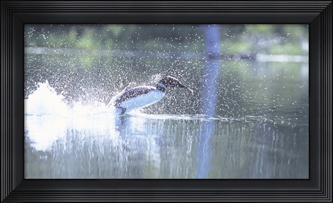 Framed Common Loon 2 Print