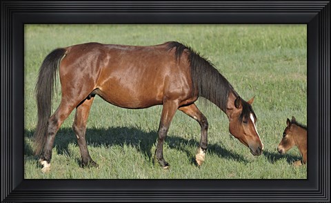 Framed Wildhorses 17 Print
