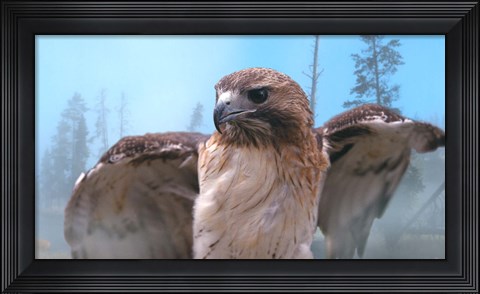 Framed Skies Of Yellowstone - Redtail Hawk Print