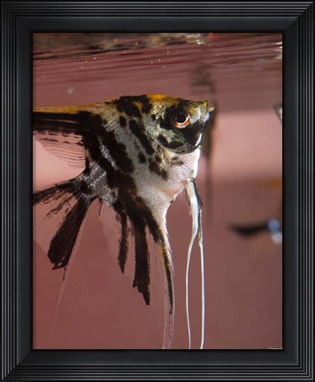 Framed Angel Fish XII Print