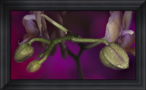 Framed Green Buds On Purple Print