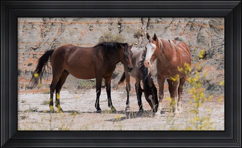 Framed Three Horses Mingling Print