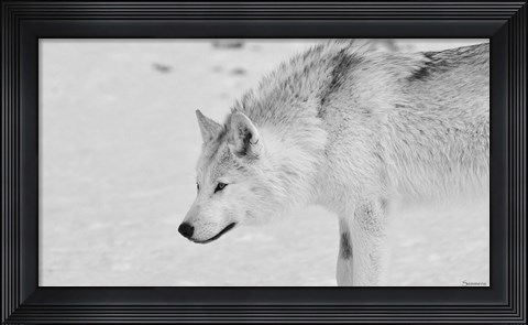 Framed White Wolf 1 Print