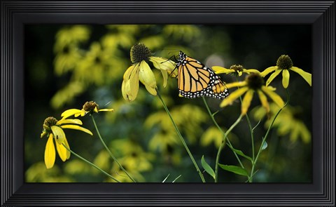 Framed Monarch 2 Print