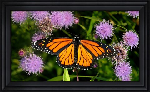 Framed Monarch 3 Print