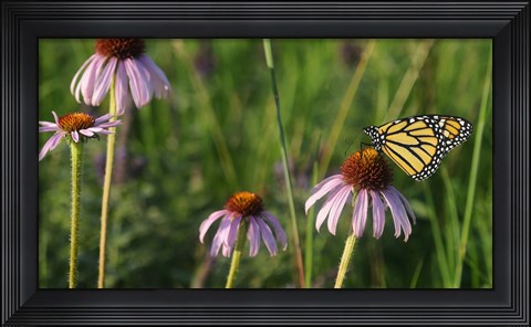 Framed Monarch 5 Print