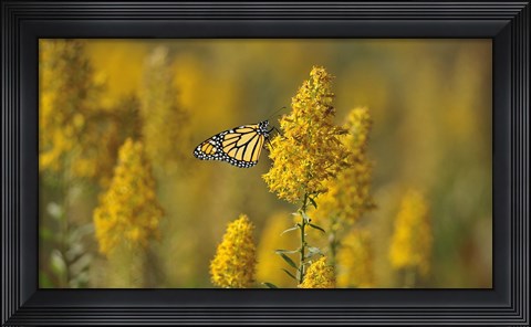 Framed Monarch 7 Print