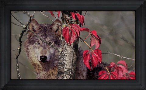 Framed Autumn Wolf Print