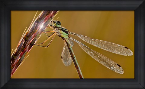 Framed Green Dragonfly On In Nature Print