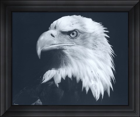 Framed Bald Eagle 3 Print