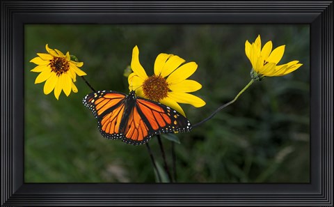 Framed Monarch 1 Print
