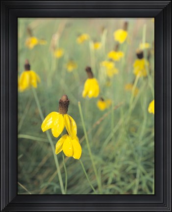 Framed Wild Yellow Flowers  In Grass II Print