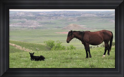 Framed Wildhorses 27 Print