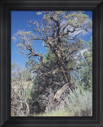 Framed Theodore Roosevelt National Park 43 Print