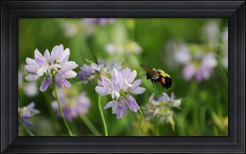 Framed Shades Of Nature Bee And Flowers II Print
