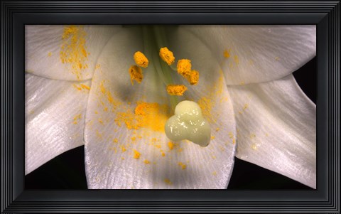 Framed White Flower And Yellow Pollen Print