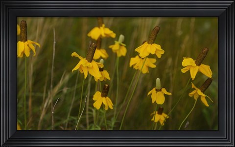 Framed Shades Of Nature Yellow Flowers Green Center II Print