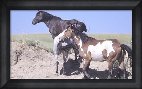 Framed Wild Horses 9 Print
