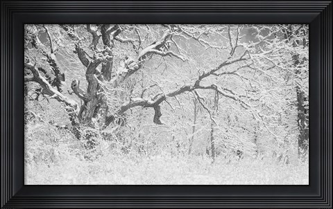 Framed Buffalo Tree In Snow Print