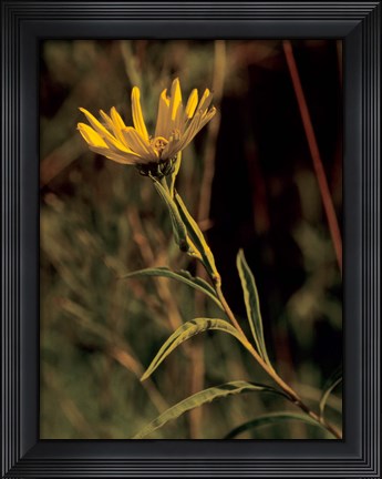 Framed Yellow Wildflower Solo Print