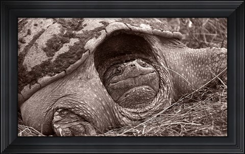 Framed Buffalo River Tortoise Print
