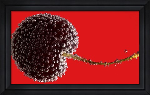 Framed Cherry Covered In Water Drops I Print