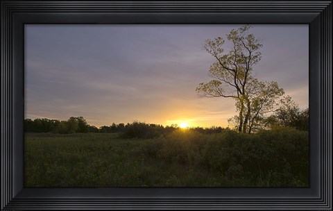 Framed Green Field And Tree At Sunset Print