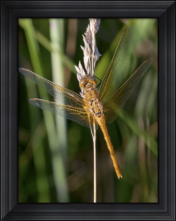 Framed Yellow Dragonfly On White Bloom Print