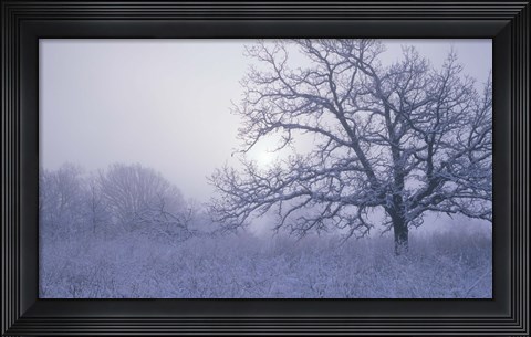 Framed Snow Terrain Tree VI Print