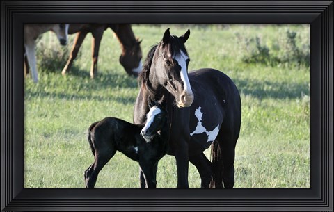 Framed Wildhorses 16 Print