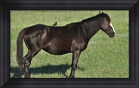 Framed Wildhorses 21 Print