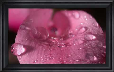 Framed Pink Flower With Dew Closeup Print