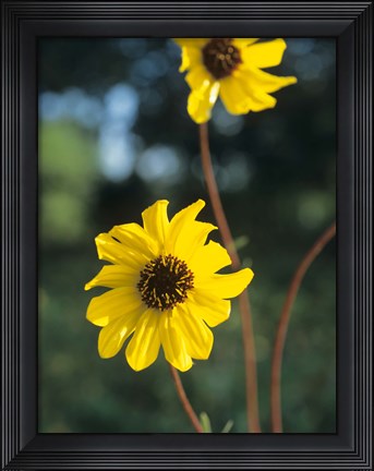Framed Yellow And Brown Wildflowers Print