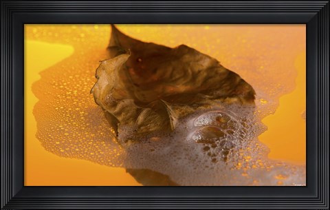 Framed Floating Fall Leaf II Print