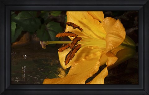 Framed Yellow  And Red Flower And Rippled Water Drop Print