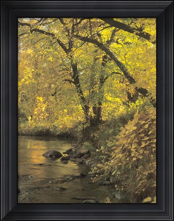 Framed Buffalo River 53 Print