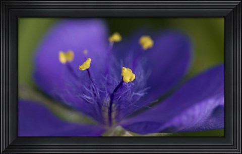 Framed Purple And Yellow Flower Closeup Print