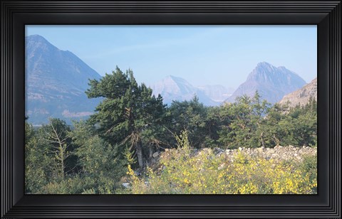Framed Evergreens And Yellow Field Print