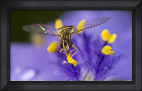 Framed Bee Resting On Purple And Yellow Flower Closeup Print