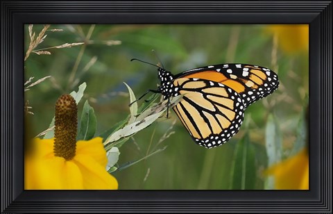 Framed Monarch 4 Print