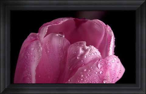 Framed Pink Tulip Petals And Dew Print