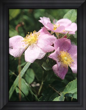 Framed Pink And Yellow Flowers And Dew Print