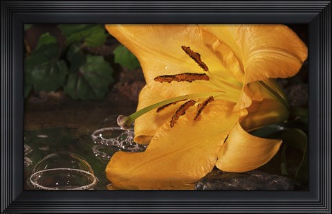 Framed Yellow  And Red Flower And Bubbled Water Print