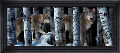 Framed Moon Shadows 2 Print